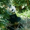 berlinzoo11
